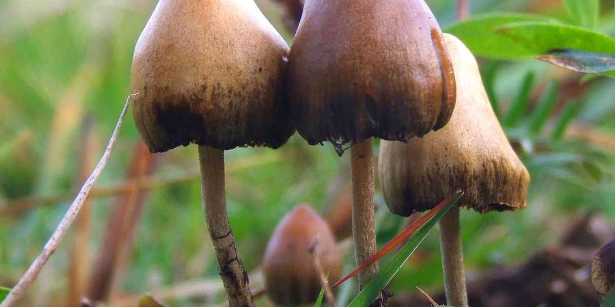 The Best Services For Shrooms Online