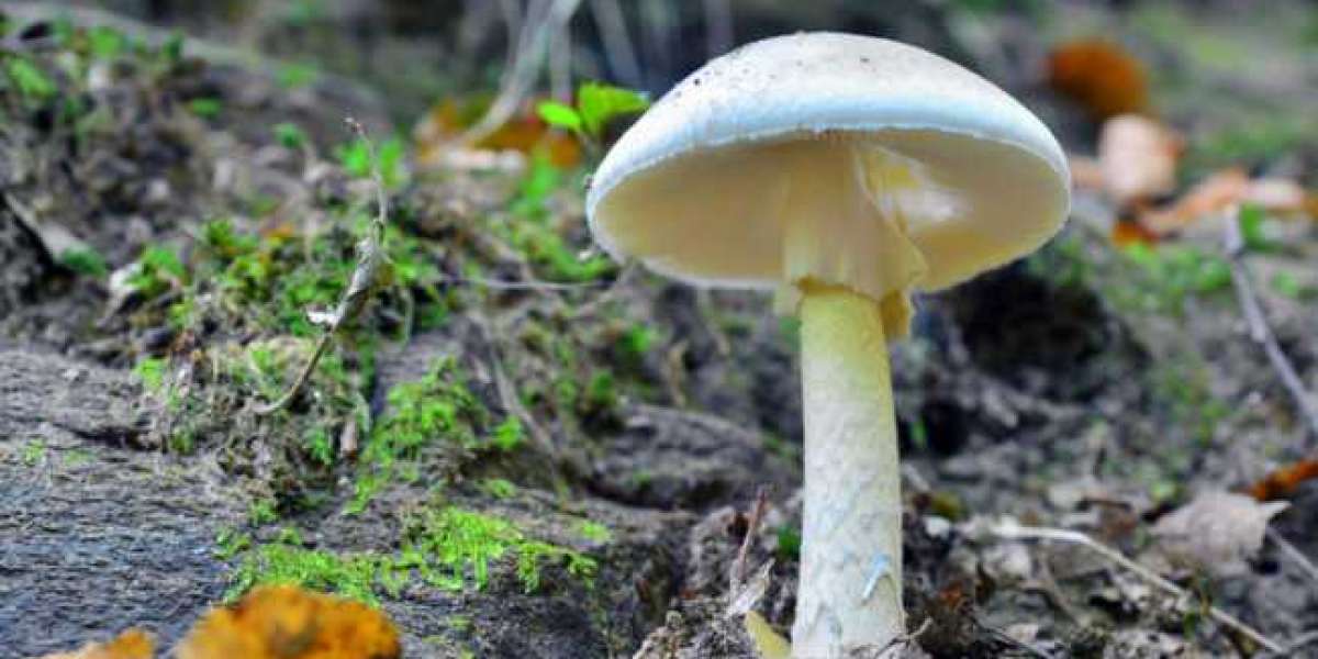 HOW LONG DO MAGIC MUSHROOMS STAY IN THE BODY?