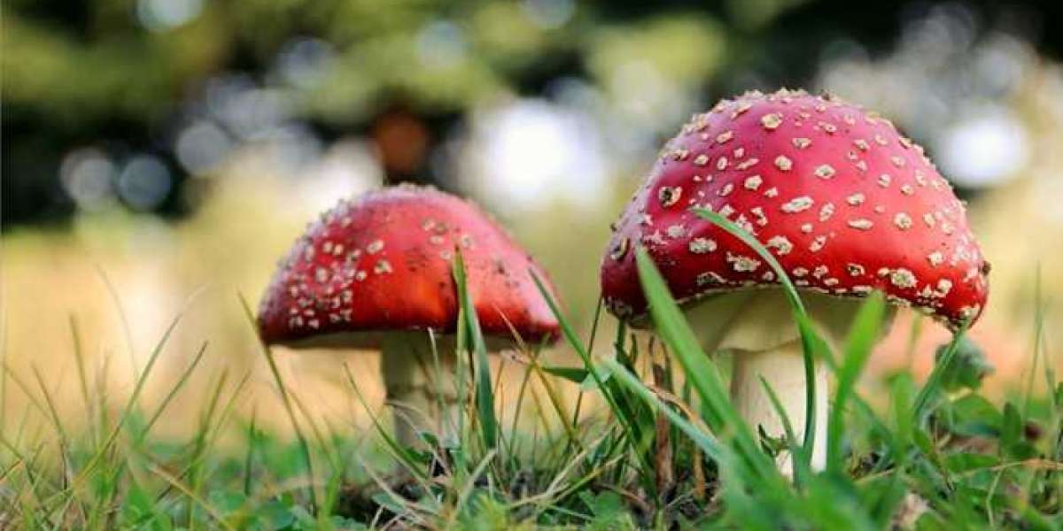 Organic Buy Magic Mushrooms Online From Your House