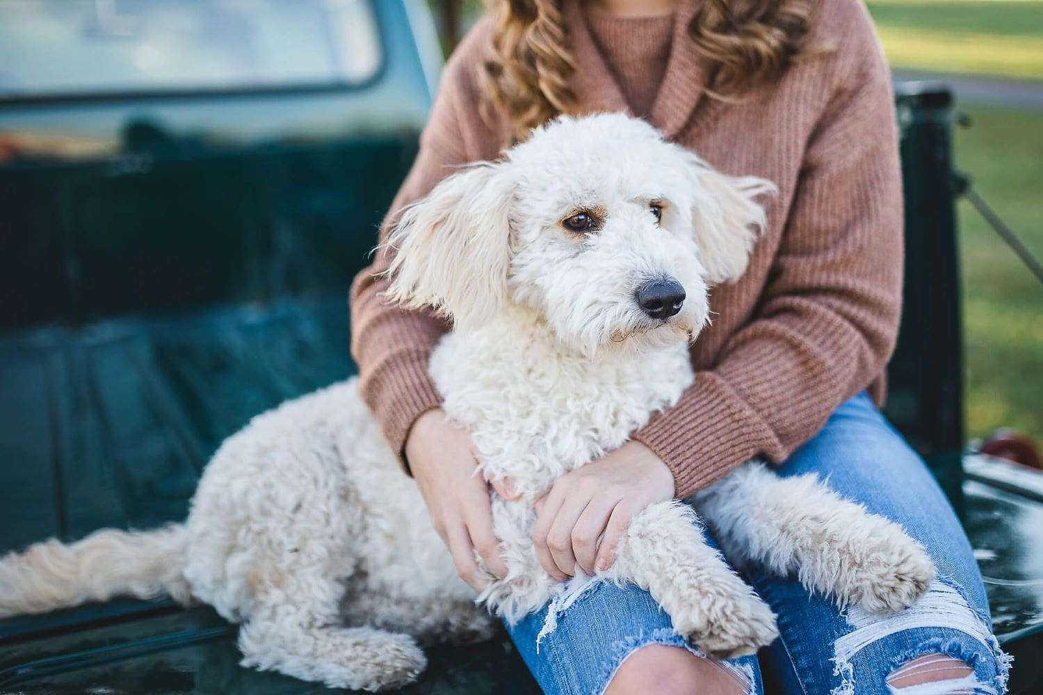 Goldendoodle By Aggie