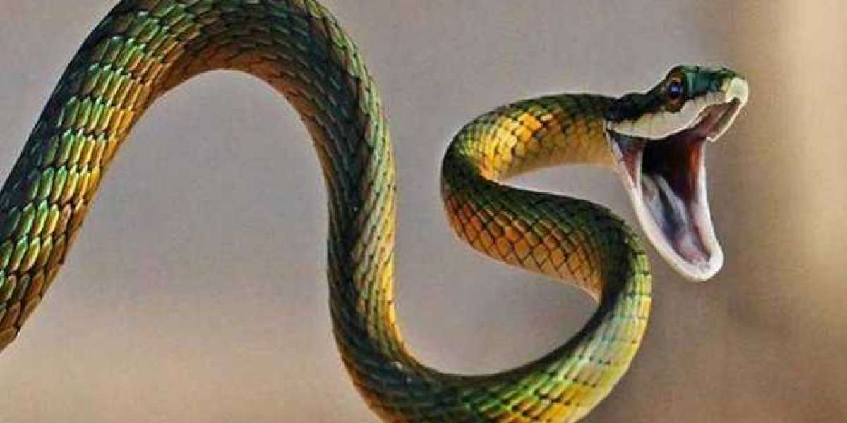 Woman Dies Due To Snake Bite In Chandigarh