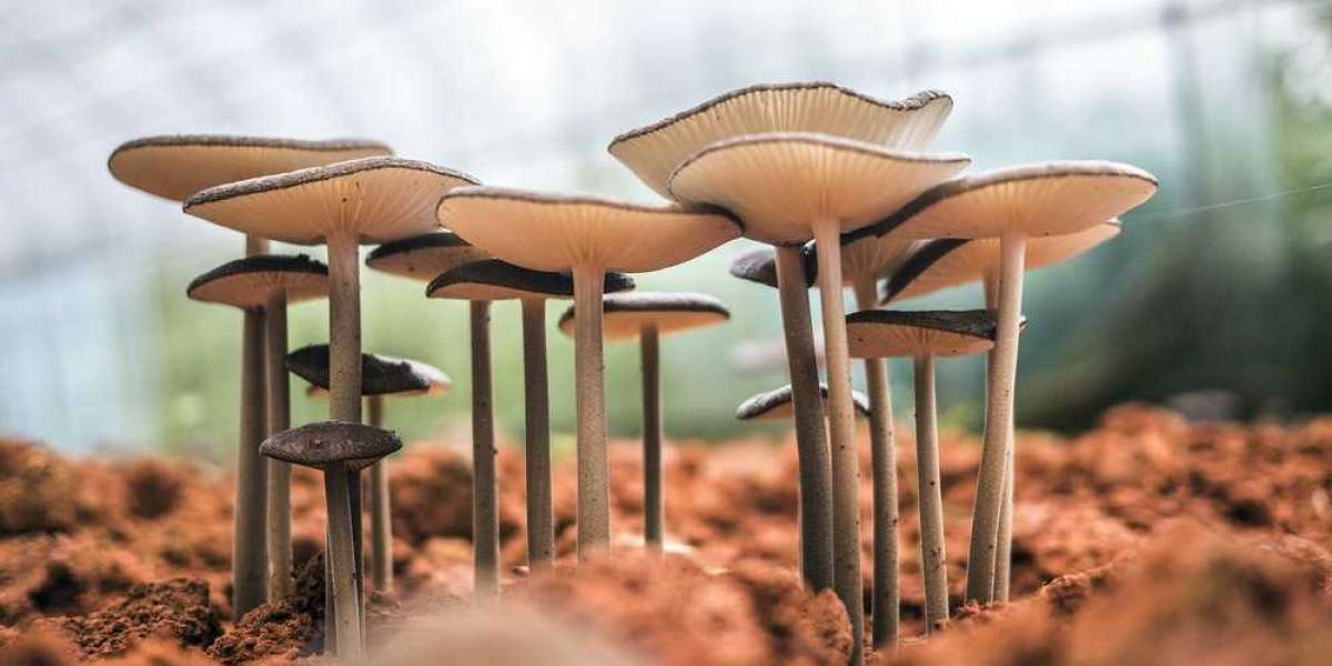 Microdose Mushroom Cultivation And Cold Storage Storage Conditions