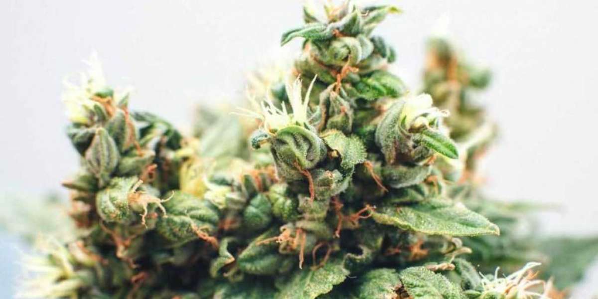 Mail Order Cannabis: Bulk Weed Inbox