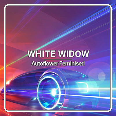 White Widow Automatic Seeds USA - Kind Seed Co