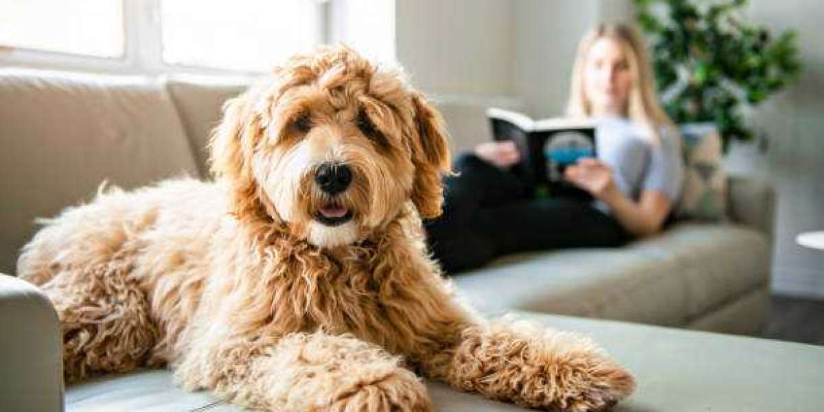 Labradoodle Puppies for Sale: The Ultimate Guide