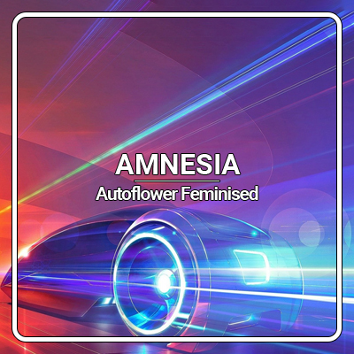 Amnesia Automatic Seeds USA - Kind Seed Co