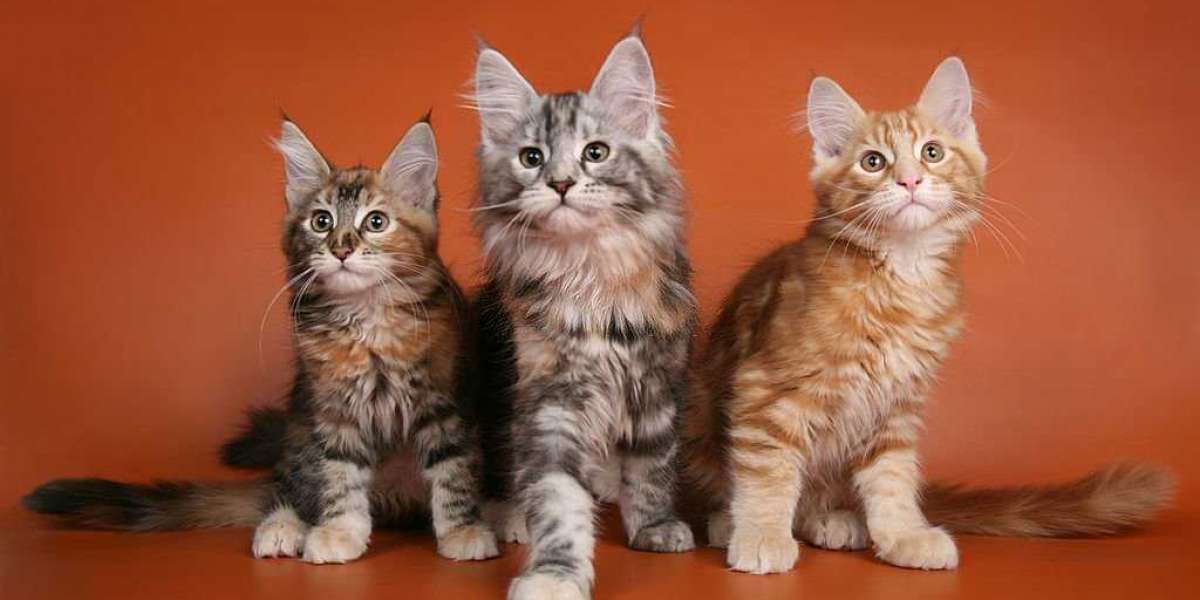 Adopt a Maine Coon: Large, Fluffy, and Lovable Cats for Sale