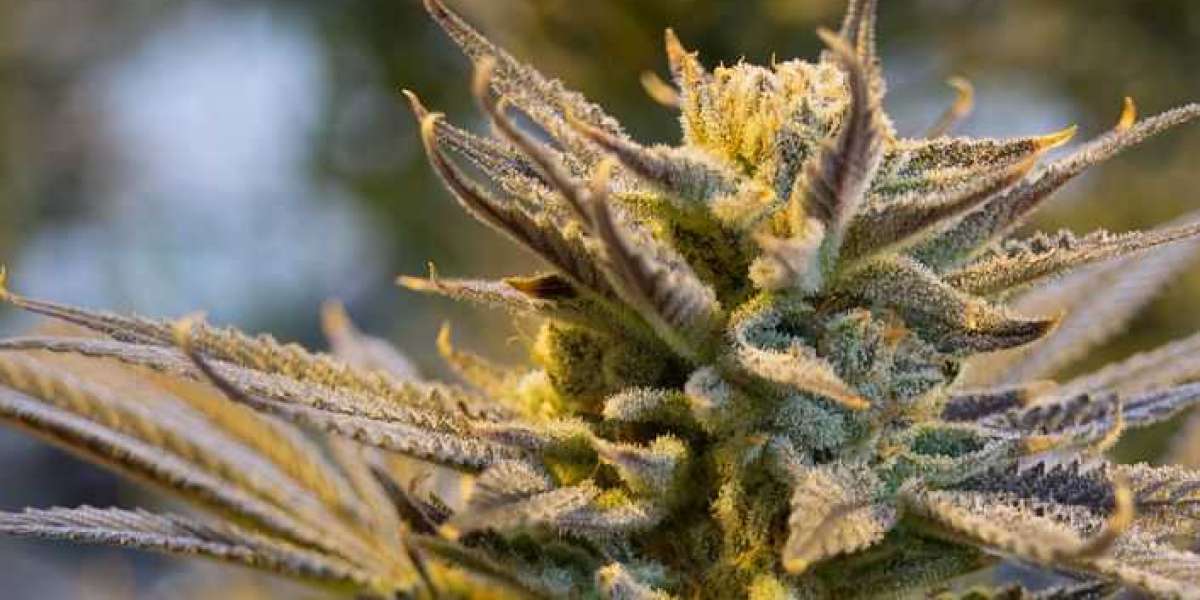 How SEO Can Help Cannabis Dispensaries Grow