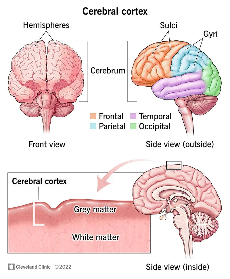 Cerebrum Cortex Brain Review