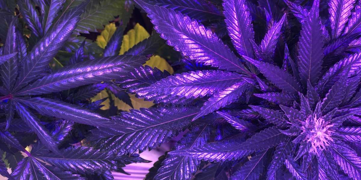 Maryland Lawmakers’ Marijuana Workgroup Looks At Ways To Address Market Demand Following Legalization