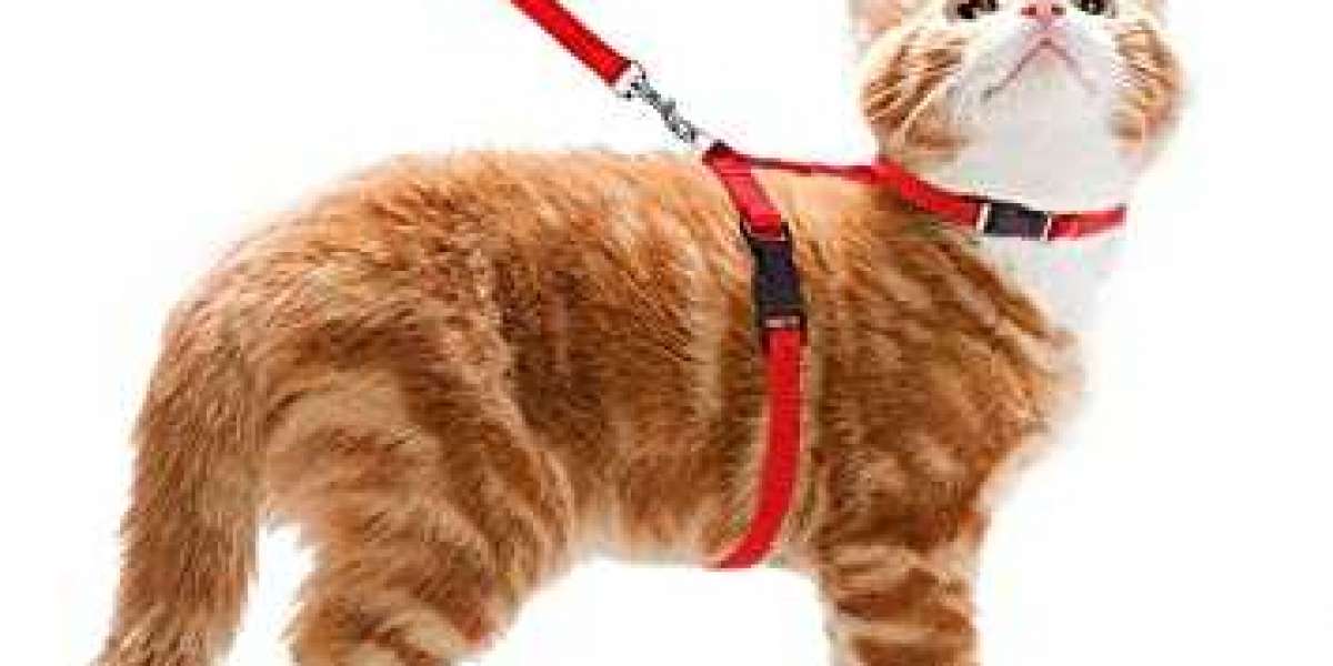 "Taking Your Cat for a Walk: A Guide to Choosing the Right Cat Harness"