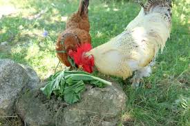 Can chickens eat cabbage - Explained – Daily Business