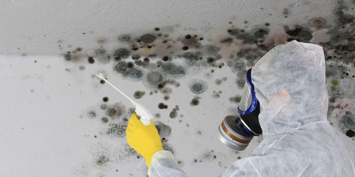 Benefits of Professional Mold Removal Services | Explained!