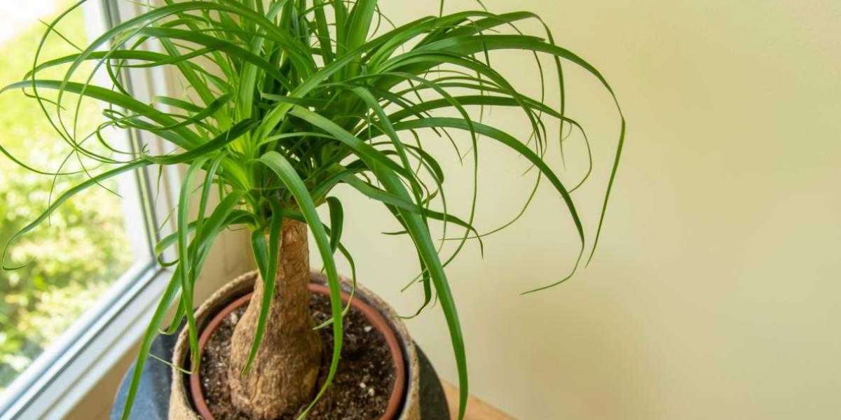 Caring for Ponytail Palm | The Guide You Need to Read!