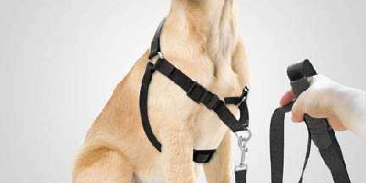 The Best Dog Harnesses for Walking Your Dog