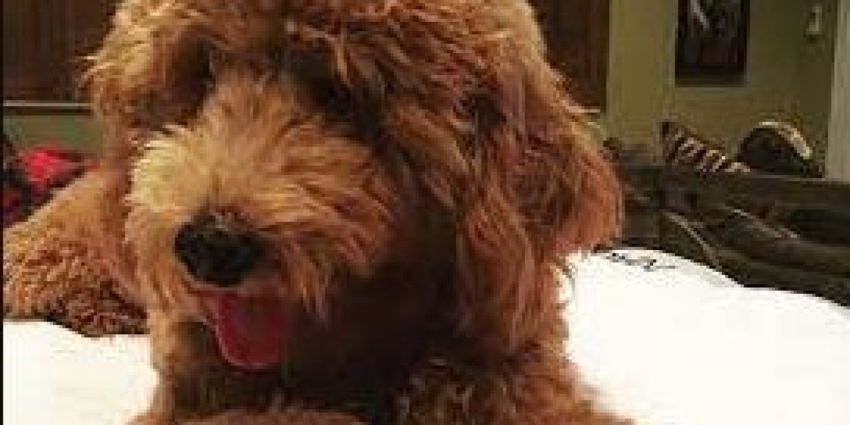 Goldendoodles for Sale in Florida: Everything You Need to Know