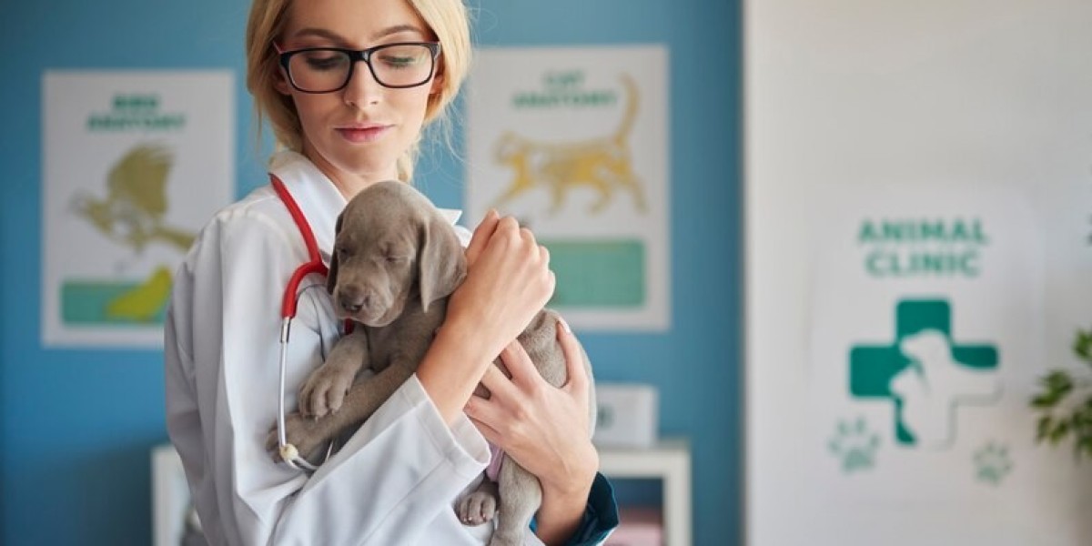 Best Animal Hospital Near Me: Affordable and Quality Veterinary Care