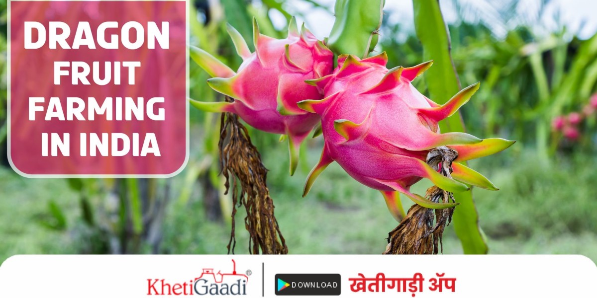 introducing the Unique Beauty and Health Advantages of Dragon Fruit