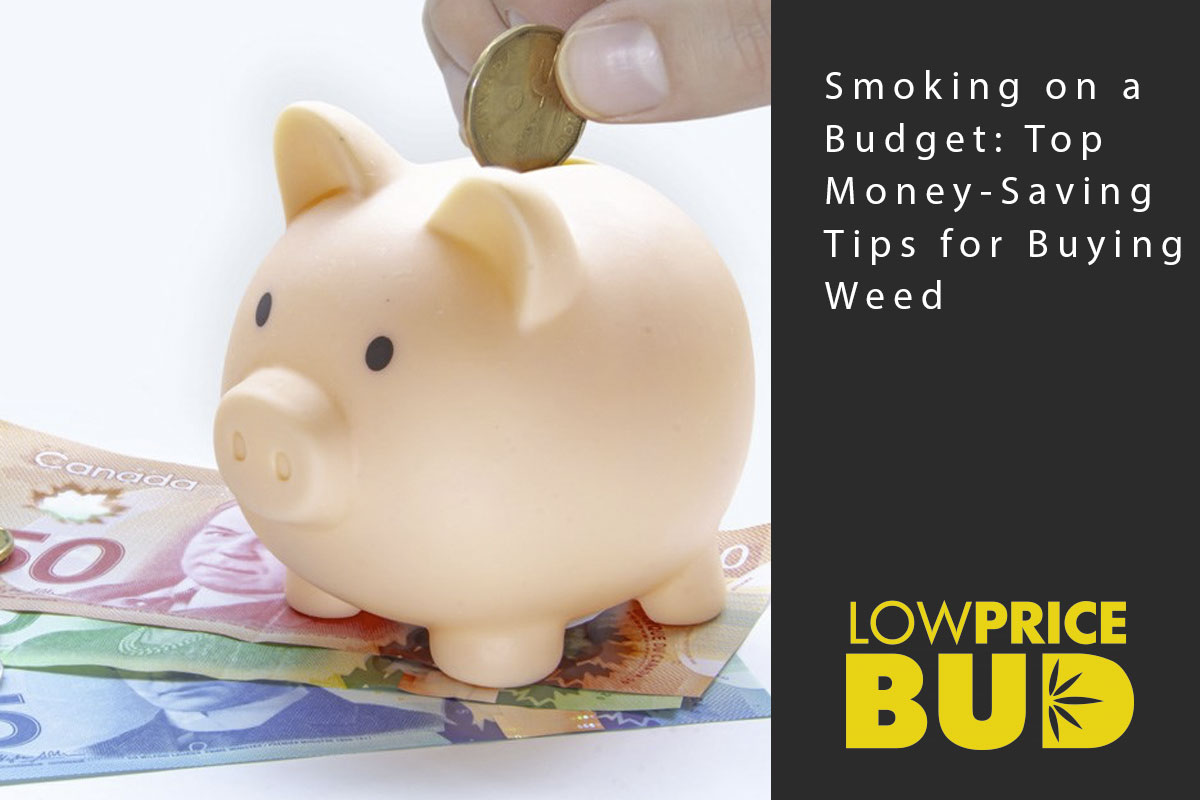 Smoking on a Budget: Top Money-Saving Tips for Buying Weed - Low Price Bud