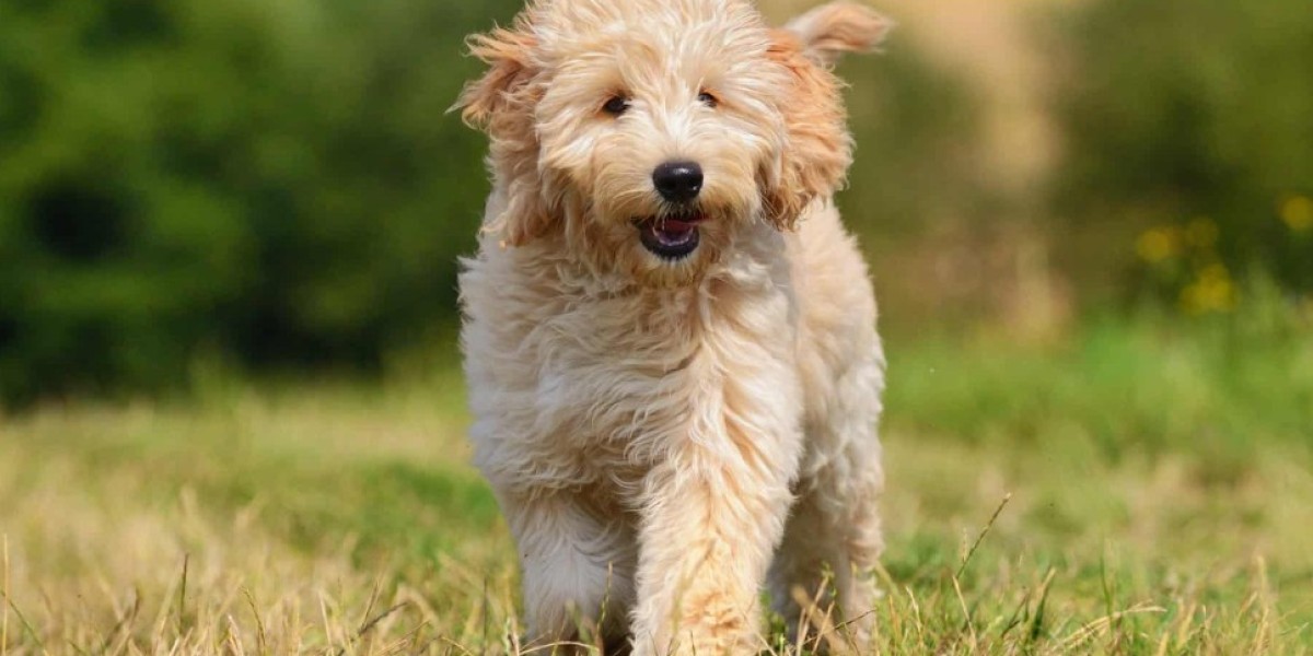 Unraveling the Charm of Goldendoodles in Kissimmee: Finding the Perfect Companion with Dog Breeders